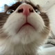 몽자